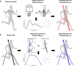 The feasibility of predicting ground reaction forces during running from a trunk accelerometry driven mass-spring-damper model